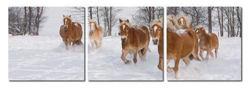 Horse Herd Mounted Photography Print Triptych