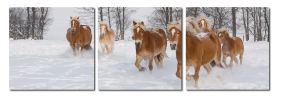 Horse Herd Mounted Photography Print Triptych