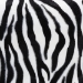 Baxton Studio Sally Modern and Contemporary Zebra-print Patterned Fabric Brown Faux Leather Upholstered Accent Stool with Nail heads - WS-B1212-Brown